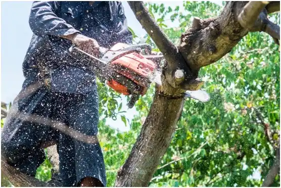 tree services Seiling